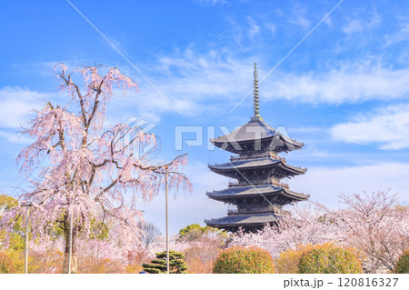 東寺 桜満開 東寺 桜満開 120816327