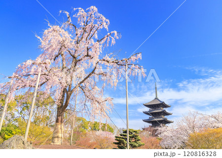 東寺 桜満開 東寺 桜満開 120816328