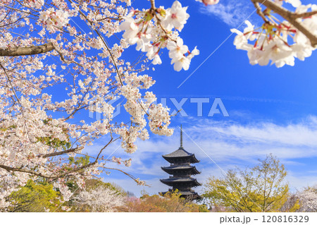 東寺 桜満開 東寺 桜満開 120816329