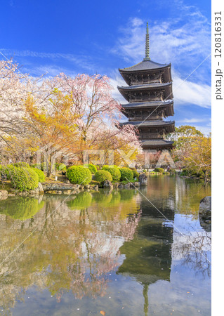 東寺　桜満開 120816331