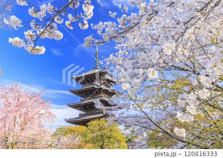東寺　桜満開 120816333