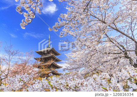東寺 桜満開 東寺 桜満開 120816334
