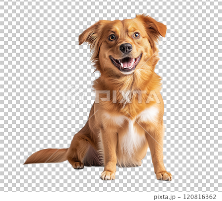 Excited and happy brown female Shepherd dog looking at camera, healthy teeth, transparent background 120816362