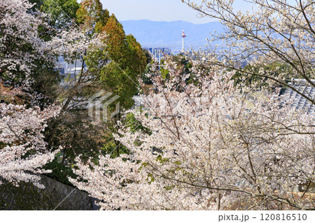 桜満開の清水寺から望む京都タワー 120816510