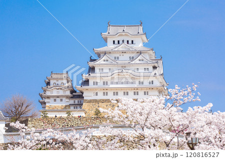 姫路城 春 桜 120816527