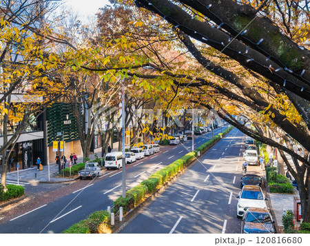 秋の原宿表参道 120816680