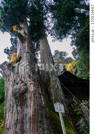 榛名神社の矢立杉と神幸殿 120816687