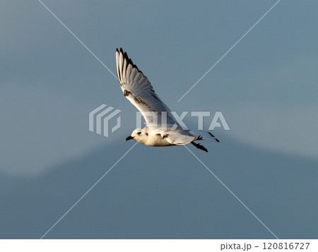 東よか干潟を飛翔するズグロカモメ 東よか干潟を飛翔するズグロカモメ 120816727