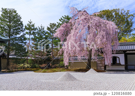 枝垂れ桜満開の高台寺 120816880