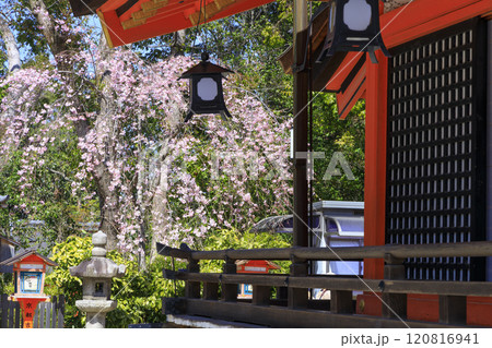 八坂神社の桜 八坂神社の桜 120816941