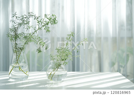 Westringia leaves twig in glass vase on white table minimal interior 120816965