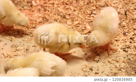 餌を取り合うひよこ 120816985