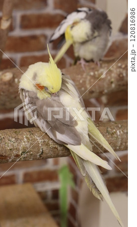 寝るインコ 寝るインコ 120816986