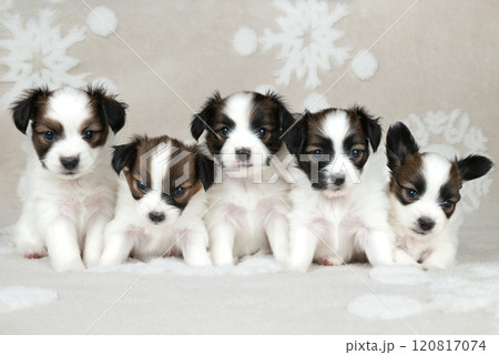 five little puppy breeds papillon on gray background 120817074
