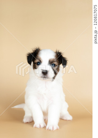 small Papillon puppy isolated on beige background 120817075