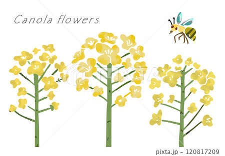 水彩画タッチの菜の花のベクターイラスト(背景透過) 水彩画タッチの菜の花のベクターイラスト(背景透過) 120817209