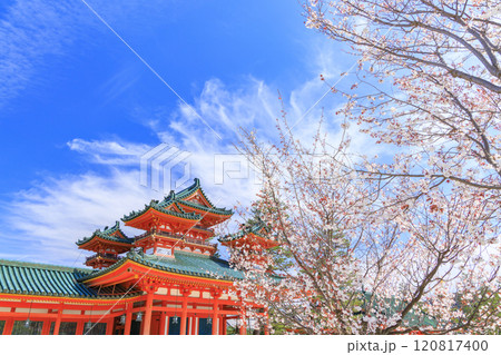 平安神宮 神苑の満開の桜 120817400