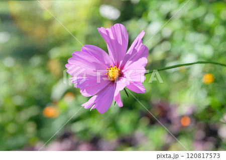 Cosmos is blooming. Romantic purple plants. Cosmos flowers background. Cottage garden. Cosmos is blooming. Romantic purple plants. Cosmos flowers background. Cottage garden. 120817573
