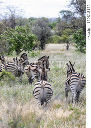 Herd of zebras view from behind on the backs of animals 120818122