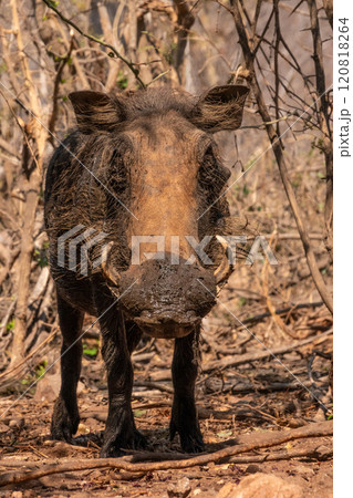 Mud Covered Warthog Looking at the Camera in Kruger National Park, South Africa 120818264
