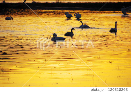 夕日に染まる冬水田んぼの水面に浮かぶ白鳥の群れ 120818268