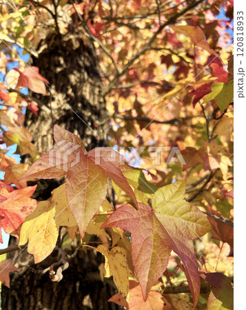 紅葉したモミジバフウ 紅葉したモミジバフウ 120818933