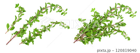 Oregano or marjoram leaves isolated on white background with full depth of field. Top view. Flat lay 120819040