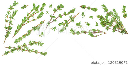 fresh thyme isolated on a white background with full depth of field, Top view with copy space for your text. Flat lay 120819071