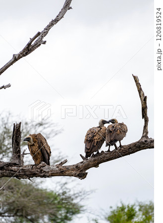 Three big birds White-backed African vulture dry branch. Kruger Natural Park 120819524