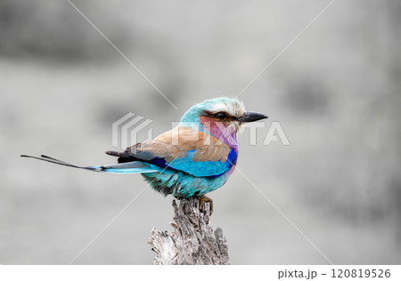 European roller, colorful bird on dry branch, gray background. South Africa European roller, colorful bird on dry branch, gray background. South Africa 120819526