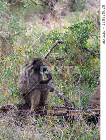 Monkey sits on a log and chews grass, side view. Chacma baboon in Kruger park 120820629