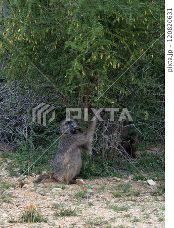 Chacma baboon looks at camera, monkey sits and picks a leaf from a tree Chacma baboon looks at camera, monkey sits and picks a leaf from a tree 120820631