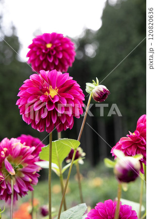 山間に咲く濃いピンクのダリア（品種：想紫苑） 120820636
