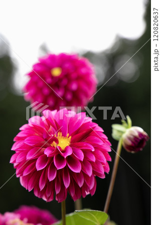 山間に咲く濃いピンクのダリア(品種:想紫苑) 山間に咲く濃いピンクのダリア(品種:想紫苑) 120820637