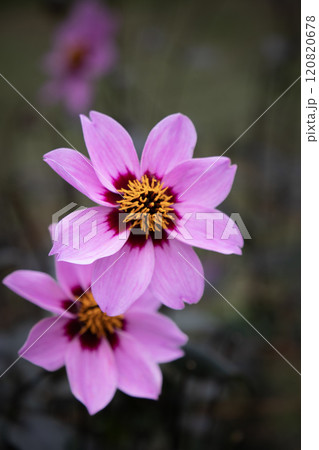 可憐な紫色のダリア（品種：秋桜） 120820678