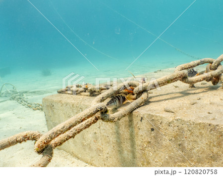 Anchor chain on the bottom of the Adriatic Sea near Losinj, Croatia 120820758