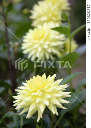 尖った花びらをもつ淡い黄色のダリア（品種：流れ星） 120820817