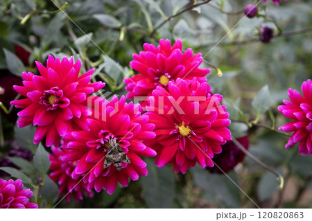 赤紫のダリア(品種:ダーク・マジック) 赤紫のダリア(品種:ダーク・マジック) 120820863