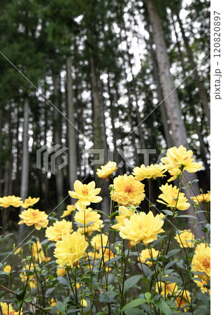 山間に咲く黄色いダリア（品種：小舟） 120820897