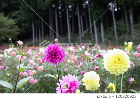山間のダリアの花畑（品種：昭和小町、イエロー・サンシャイン） 120820923