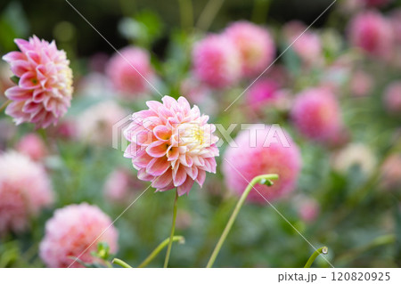 山間に咲く優しい桃色のダリア(品種:シュガータウン・サンライズ) 山間に咲く優しい桃色のダリア(品種:シュガータウン・サンライズ) 120820925