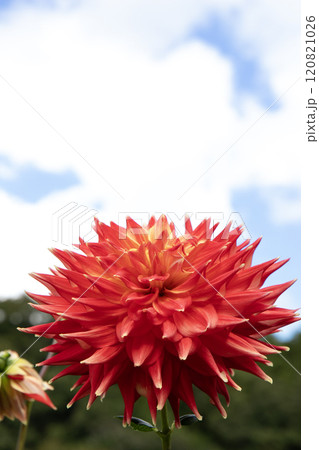 青空に咲く濃いオレンジ色のダリア（品種：炎冠） 120821026