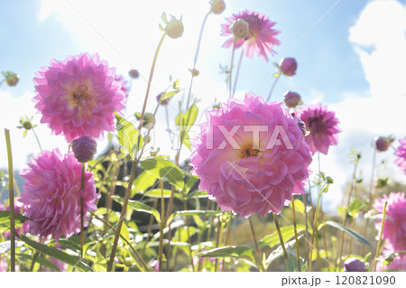 青空に咲くピンク色のダリア(品種:美桜) 青空に咲くピンク色のダリア(品種:美桜) 120821090