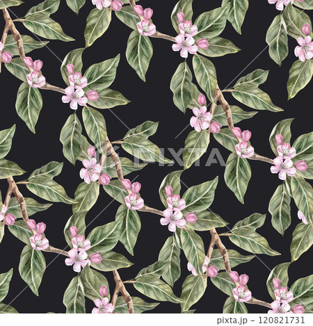 Seamless pattern with a blossoming apple tree branch. Realistic illustration on a black background for eco product design, packaging design, fabric printing. 120821731