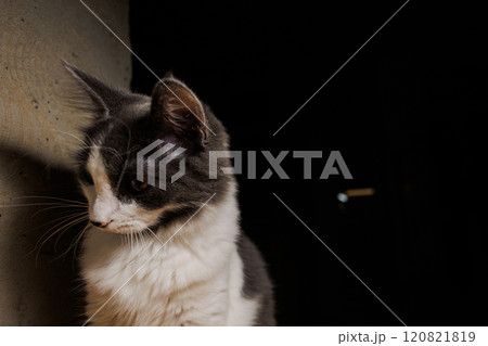 A serene portrait of a gray and white cat lounging on a wooden surface A serene portrait of a gray and white cat lounging on a wooden surface 120821819