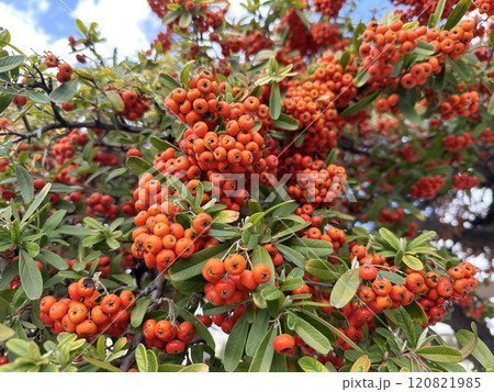 Magnificent red or orange berries of Egyptian Thorn, Fire Bush, Firethorn, (lat.- Pyracantha coccinea) Magnificent red or orange berries of Egyptian Thorn, Fire Bush, Firethorn, (lat.- Pyracantha coccinea) 120821985