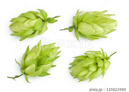 Hop cones isolated on white background. Beer brewing ingredients. Top view. Flat lay 120822999