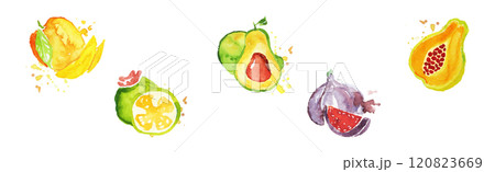 Juicy Tropical Fruit Watercolor Paint Colorful Vector Set Juicy Tropical Fruit Watercolor Paint Colorful Vector Set 120823669