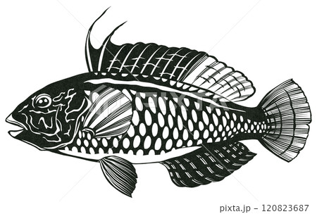 海水魚オハグロベラのシンプル白黒切り絵イラスト 120823687