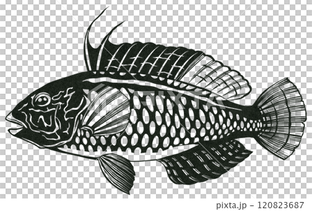 海水魚オハグロベラのシンプル白黒切り絵イラスト 120823687